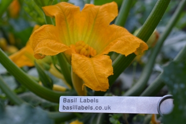 Ashley Basil Horticultural Services